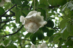 Adansonia digitata